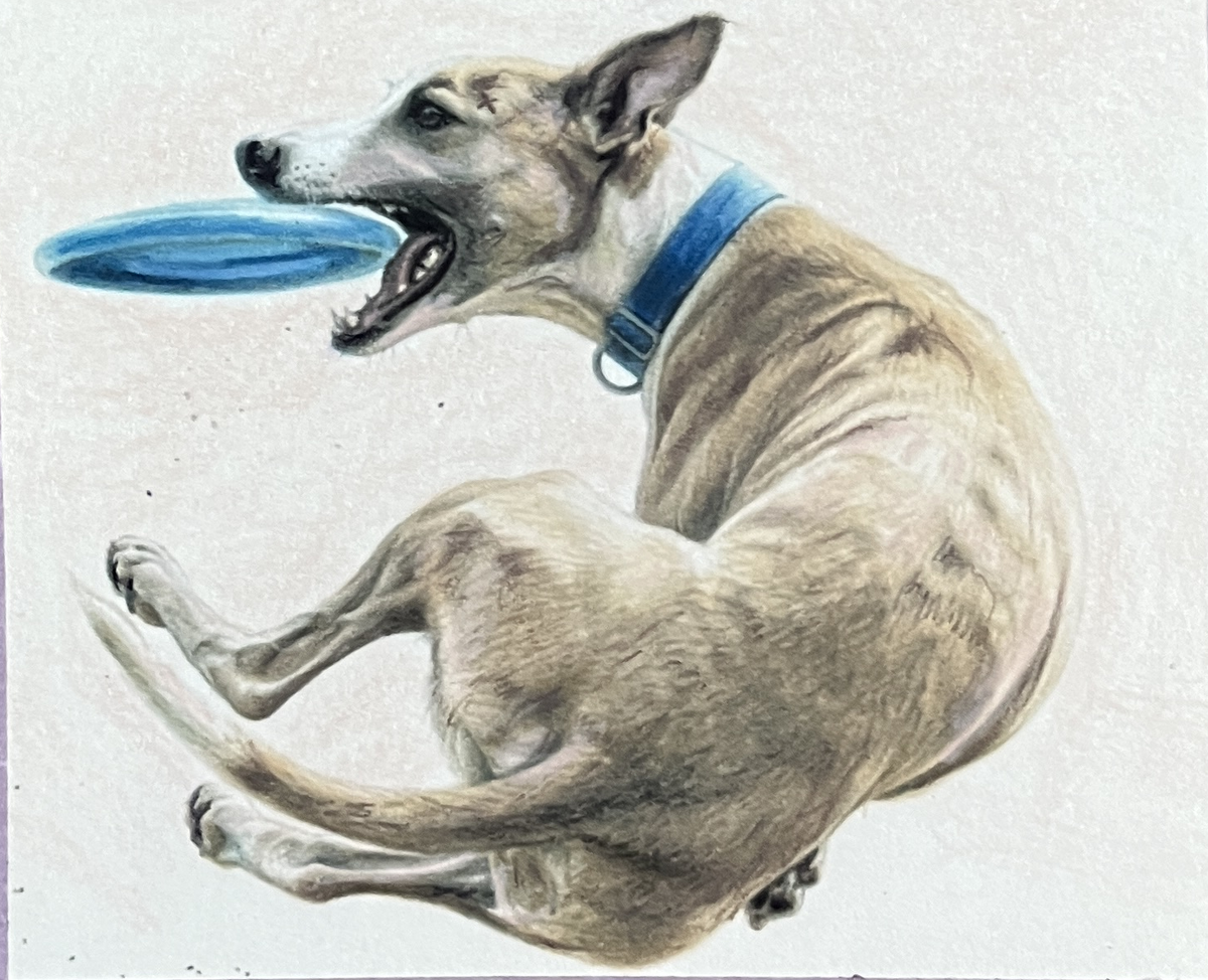 Custom Pet Portrait in Colored Pencil